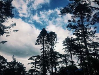 Low angle view of silhouette trees against sky