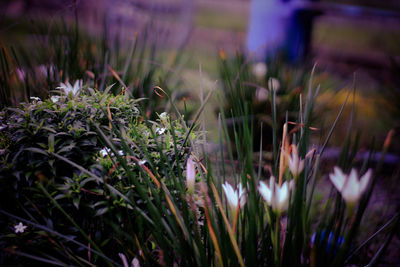 Weeds in the river