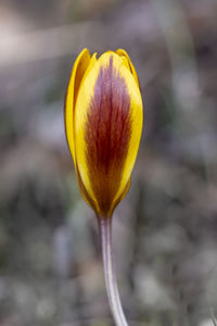 Close-up of yellow tulip