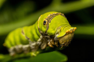 Close-up of caterpillar on leaf