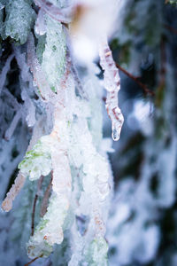 Close-up of frozen plant