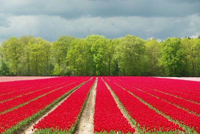 Scenic view of red flowering trees on field against sky