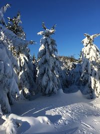 Snow covered trees against clear blue sky