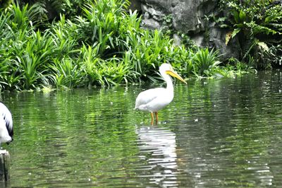 Heron in lake