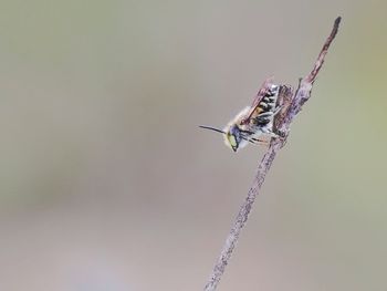 Close-up of insect on twig