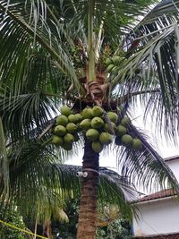 Low angle view of coconut palm tree