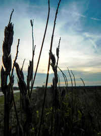 Close-up of plants on field against sky