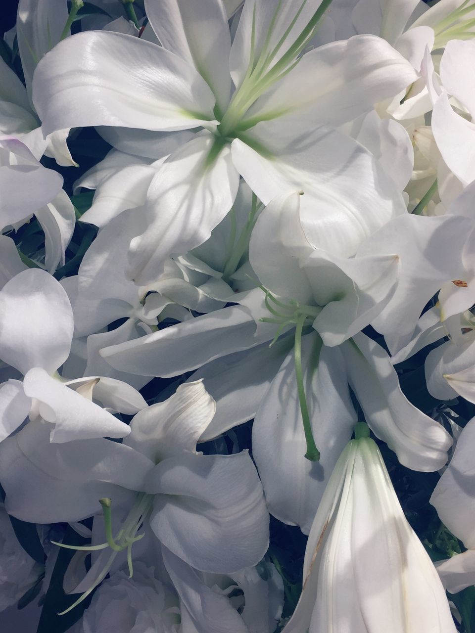 CLOSE UP OF WHITE FLOWERS