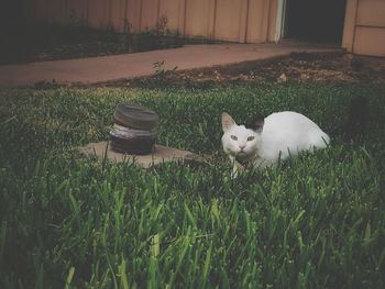 White cat lying on grass