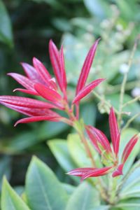 Close-up of pink flowers