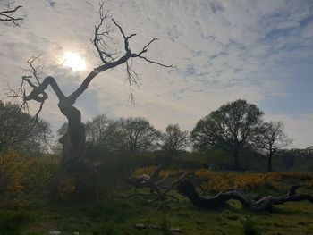 Bare tree on field against sky during sunset