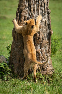 Lion cub tries to climb tree trunk