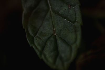 Close-up of water drops on leaf