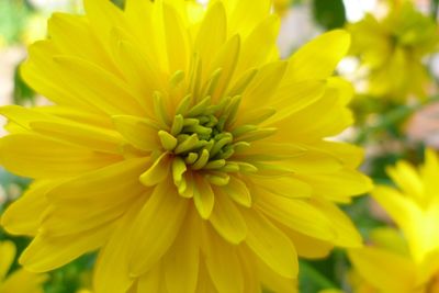 Macro shot of yellow flower