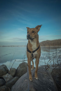 Dog standing on rock by sea against sky