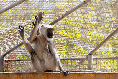 Full length of langur sitting on retaining wall in cage