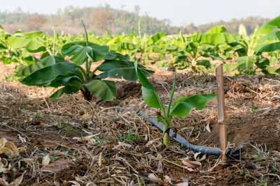 Close-up of plants growing on field