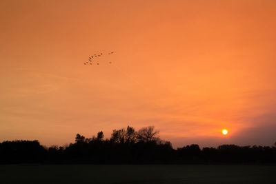 Silhouette birds flying against orange sky