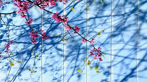 Low angle view of flowers blooming on tree