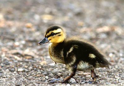 Duckling walking on gravel