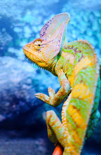 Green chameleon on blue background