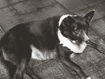 Portrait of a dog