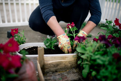 Midsection of woman holding flower pot