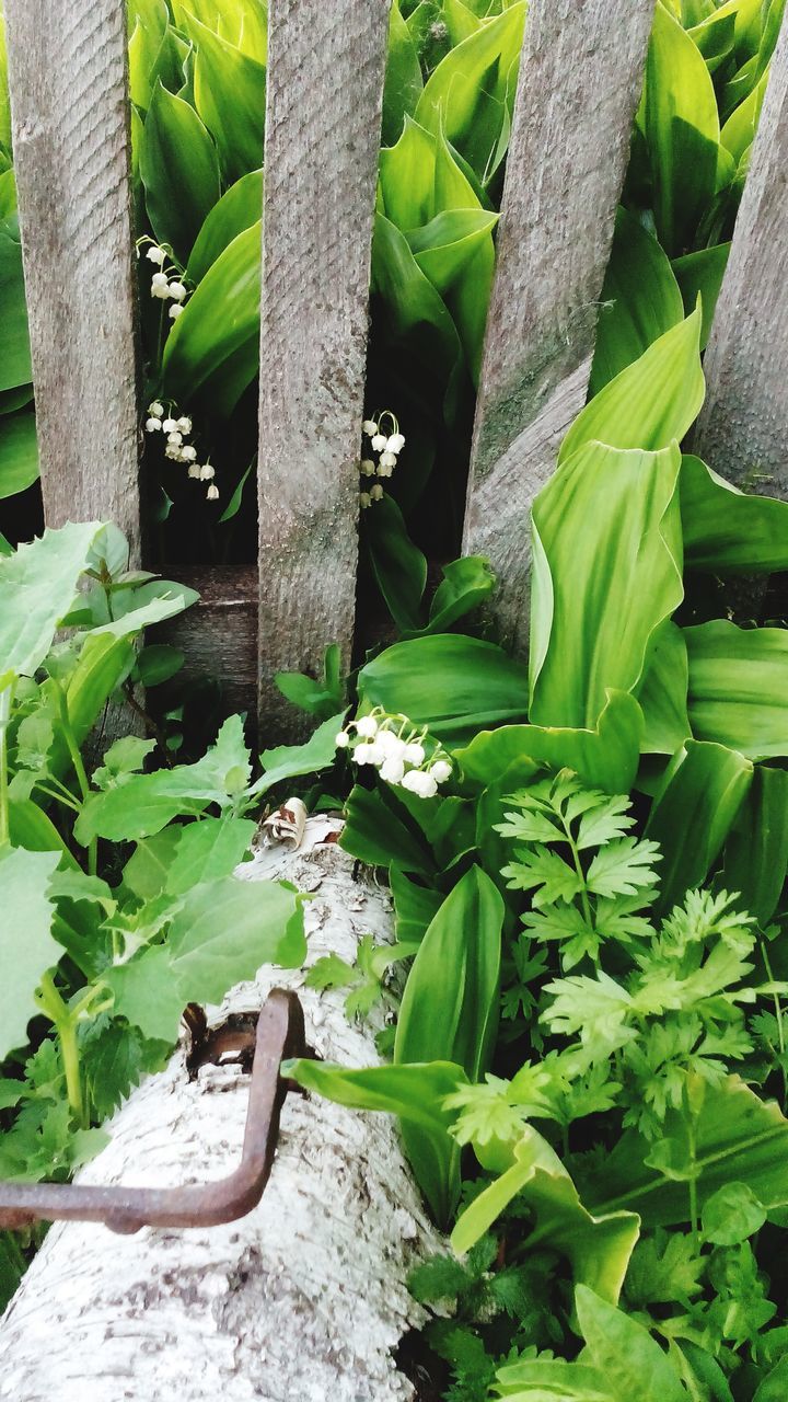 leaf, green color, plant, growth, potted plant, nature, high angle view, tree trunk, outdoors, sunlight, day, close-up, front or back yard, green, growing, no people, freshness, wood - material, ivy, leaves