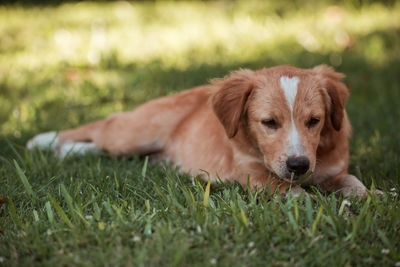 Portrait of dog resting on field