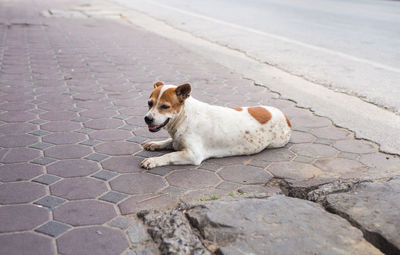 Dog lying on the road