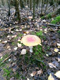 Close-up of mushroom growing on field