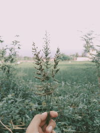 Midsection of person holding plant on field against sky