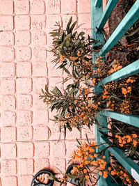 High angle view of plant on wall