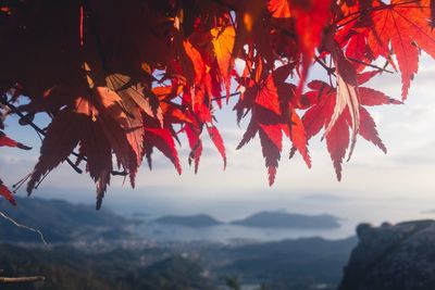 Close-up of maple tree against sky