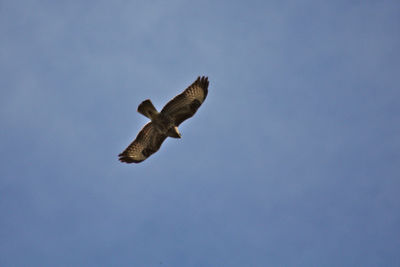 Low angle view of eagle flying in sky