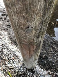 High angle view of lizard on tree stump