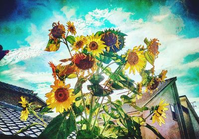 Low angle view of sunflower blooming against sky