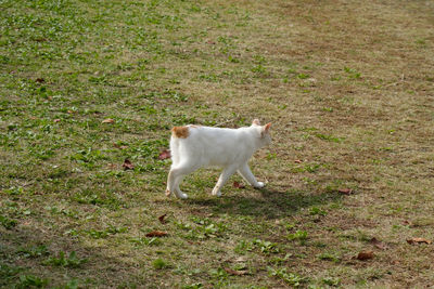 High angle view of dog standing on grass