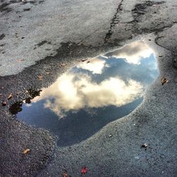 Reflection of trees in puddle