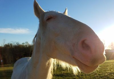 Close-up portrait of cow on field against sky