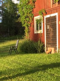 Trees in yard