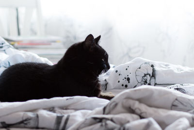 Cat resting on bed at home