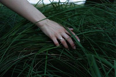 Close-up of woman hand holding grass