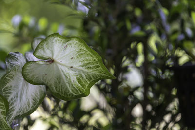 Close-up of fresh green leaves on plant