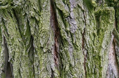 Full frame shot of trees in forest