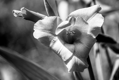 Close-up of flowering plant