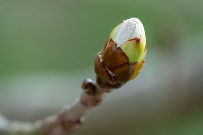 Close-up of flower bud growing outdoors