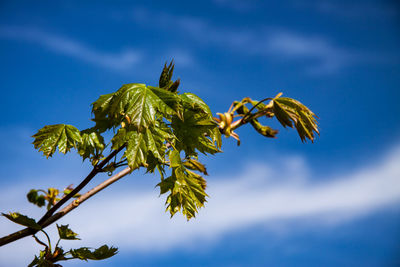 Low angle view of flowering plant against sky