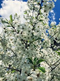 Low angle view of cherry blossoms