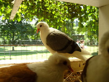 Close-up of two birds perching on tree